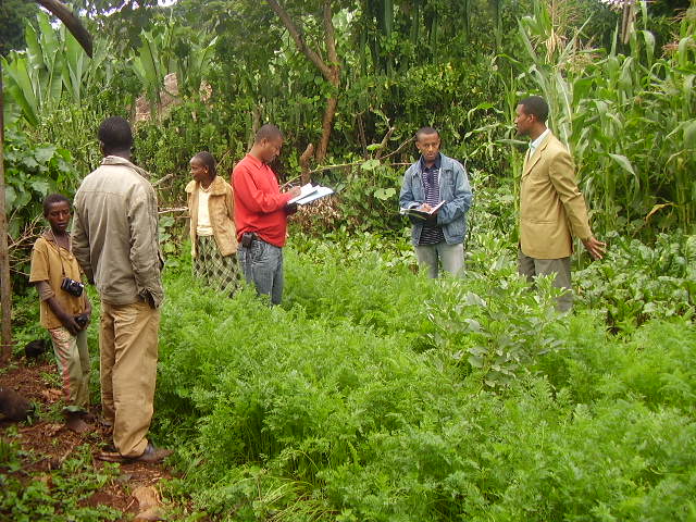 Field monitoring by extension staff from Haramaya University on performance of improved technology