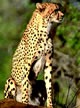 Game Viewing