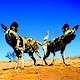 Wild Dogs - Madikwe Game Reserve