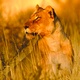 Big Five Pilanesberg National Park