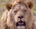 Lion male - Madikwe Game Reserve