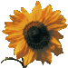 North West provincial flower emblem